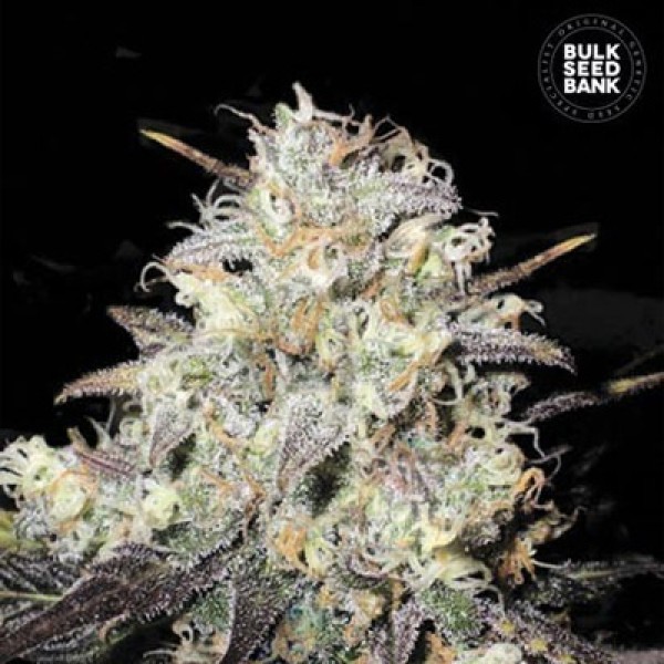 Auto Cocopopo Feminised seeds