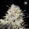 Auto Cocopopo Feminised seeds