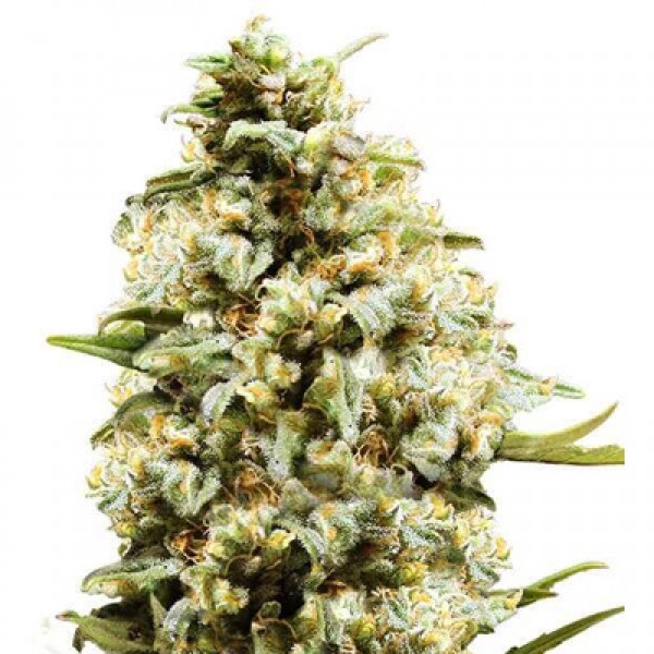 Auto Critical Feminised seeds