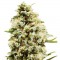 Auto Critical Feminised seeds