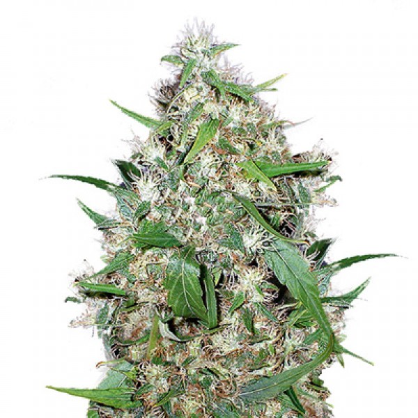 Auto Critical Feminised seeds