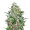 Auto Critical Feminised seeds