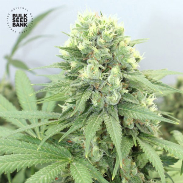 Auto Devil's Kiss Feminised seeds
