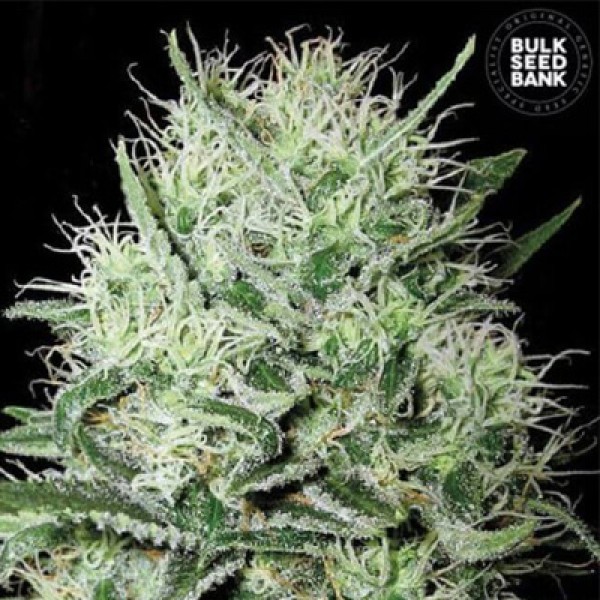 Auto Devil's Kiss Feminised seeds