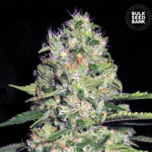Auto Jack Hair Feminised seeds