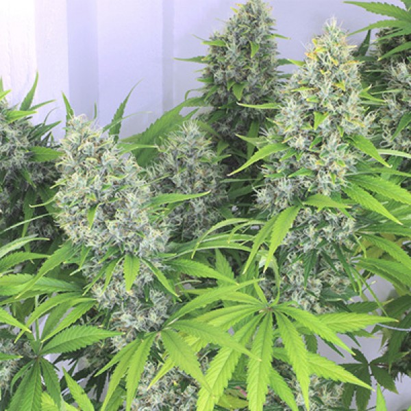 Auto Kali's Mistery Feminized seeds