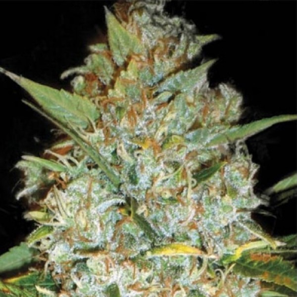 Auto Kali's Mistery Feminized seeds