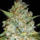 Auto Kali's Mistery Feminized seeds Auto Kali's Mistery Feminized seeds