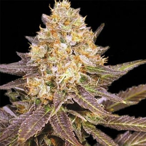 Auto Lavender Best Feminised seeds