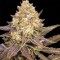 Auto Lavender Best Feminised seeds