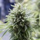 Auto OG Kush Feminised seeds