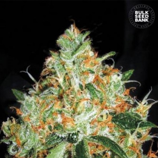 Auto Original Orange Bud Feminised seeds