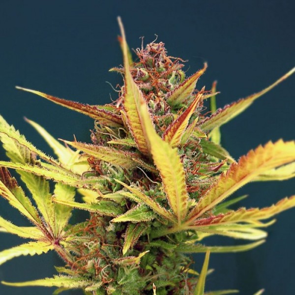 Auto Sour Diesel Feminised seeds