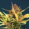 Auto Sour Diesel Feminised seeds
