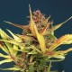 Auto Sour Diesel Feminised seeds