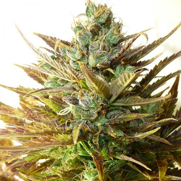 Auto Sour Diesel Feminised seeds