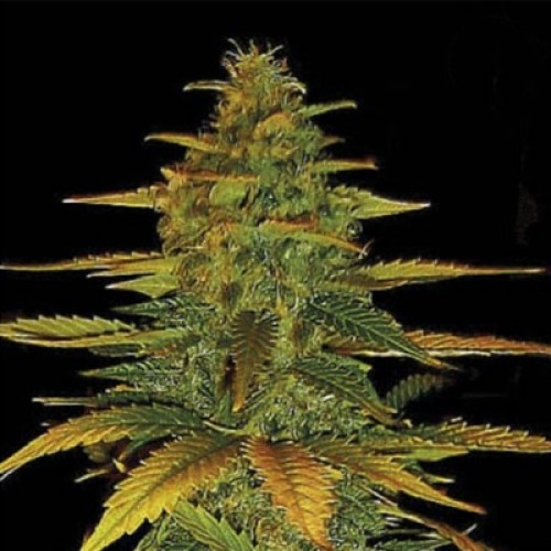 Auto Wild Dwarf Feminised seeds