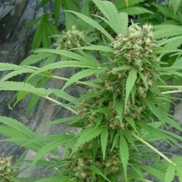 Early Top Skunk Feminised seeds