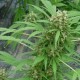 Early Top Skunk Feminised Early Top Skunk Feminised