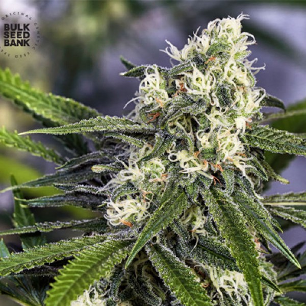 Early Top Skunk Feminised seeds