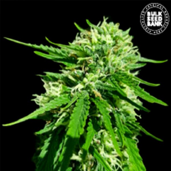 CBD Good Wild Shark Feminised
