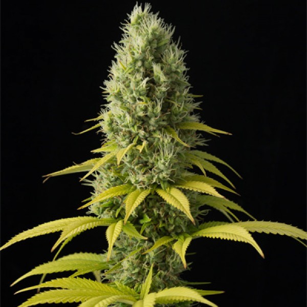 CBD Good Wild Shark Feminised