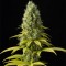 CBD Good Wild Shark Feminised