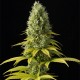 CBD Good Wild Shark Feminised CBD Good Wild Shark Feminised