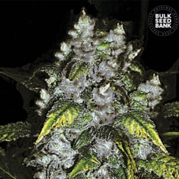 CBD Good Wild Shark Feminised
