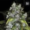 CBD Good Wild Shark Feminised