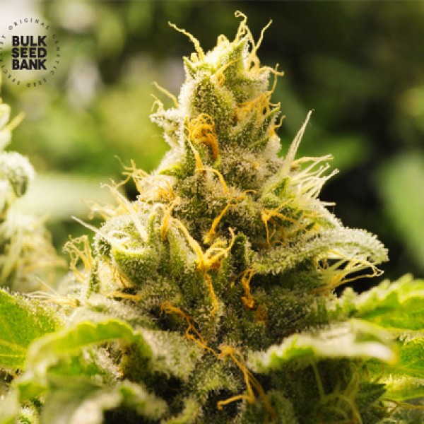 Nepal Gold Feminised seeds