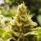 Nepal Gold Feminised seeds