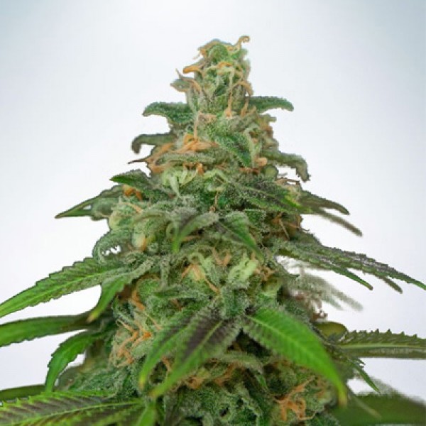 New's Haze Feminised seeds