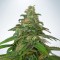 New's Haze Feminised seeds