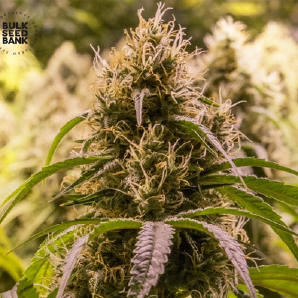 New's Haze Feminised seeds