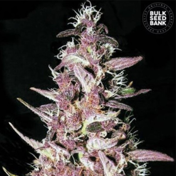Purple Glam Kush Feminised seeds