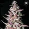 Purple Glam Kush Feminised seeds