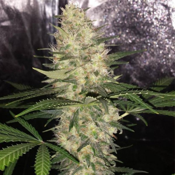 Sensible Star Feminised seeds