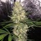 Sensible Star Feminised seeds