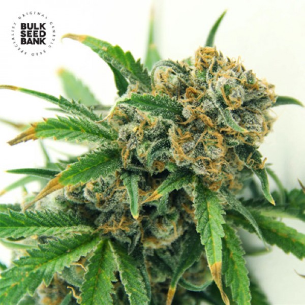 Sensible Star Feminised seeds