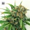 Sensible Star Feminised seeds