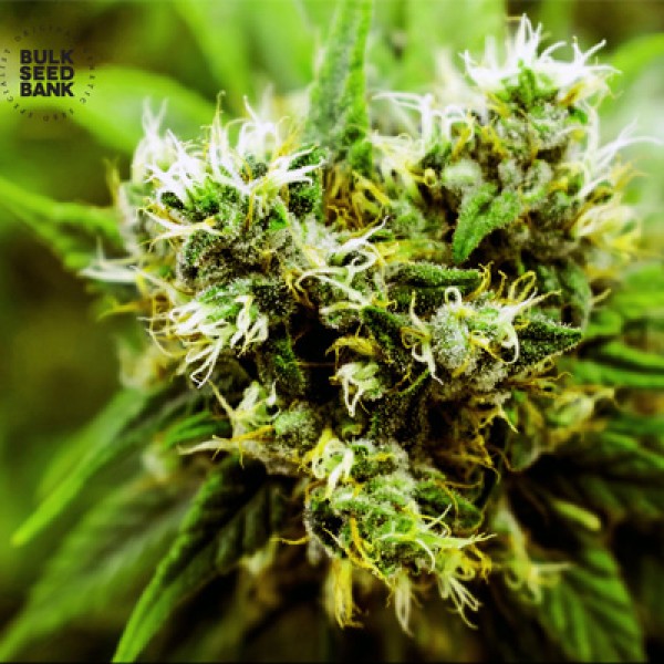 Skunk #99 Feminised seeds