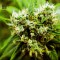 Skunk #99 Feminised seeds