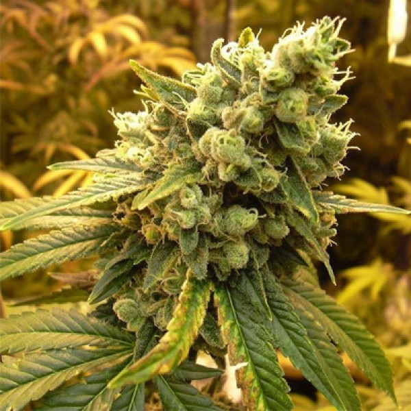 Sour Diesel Feminised seeds