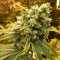 Sour Diesel Feminised seeds