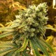 Sour Diesel Feminised Sour Diesel Feminised