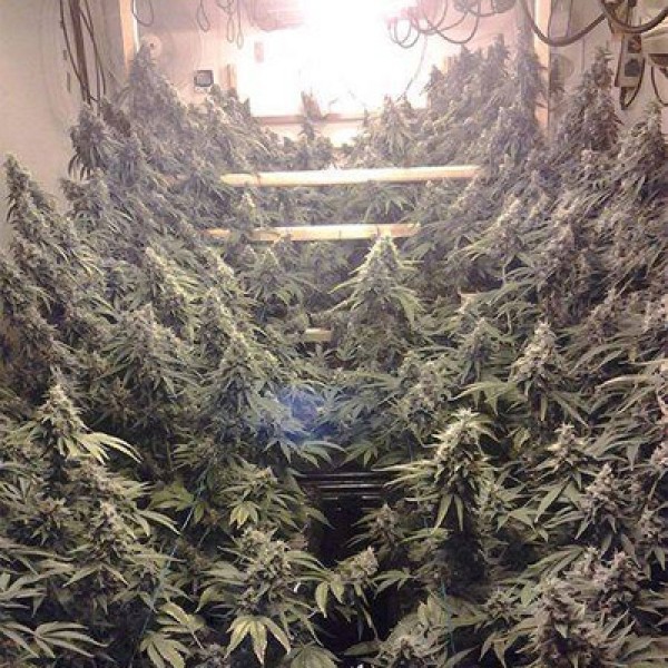 Sour Diesel Feminised seeds