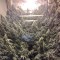 Sour Diesel Feminised seeds