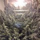 Sour Diesel Feminised Sour Diesel Feminised