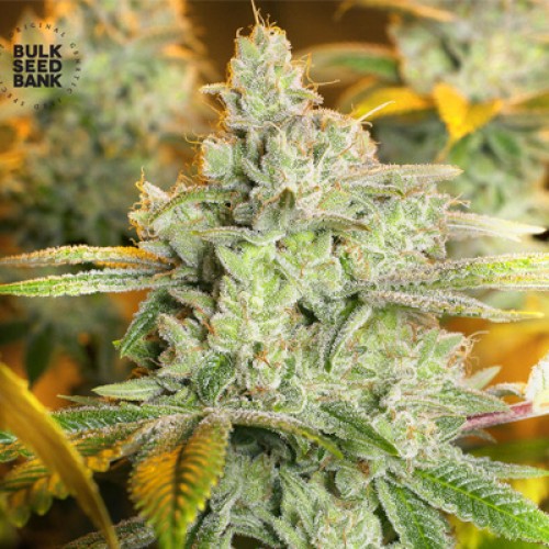 Special Crystal Haze Feminised seeds
